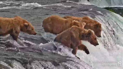 Katmai National Park has crowned a new Fat Bear Champion - RV Travel