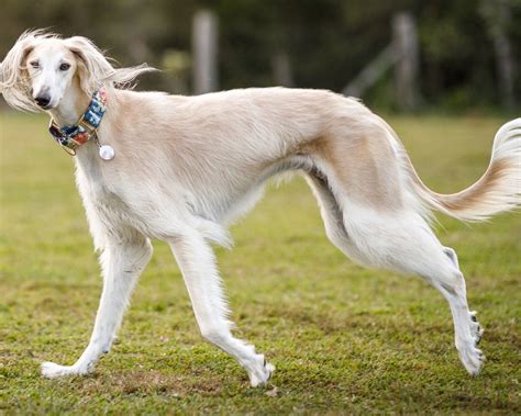 17 Astounding Facts About Saluki - Facts.net