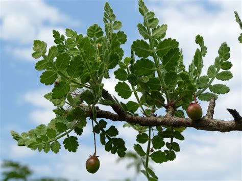 Copal santo (Plantas notables de Malinalco) · iNaturalist