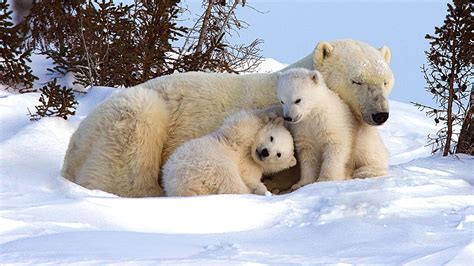 Picture perfect! Polar bear family chills out in the snow | Pinterest ...