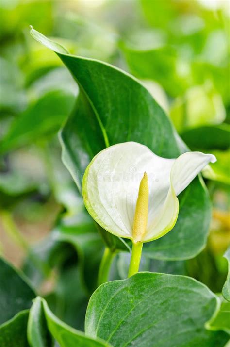 White Anthurium flowers. stock image. Image of tropical - 91429087