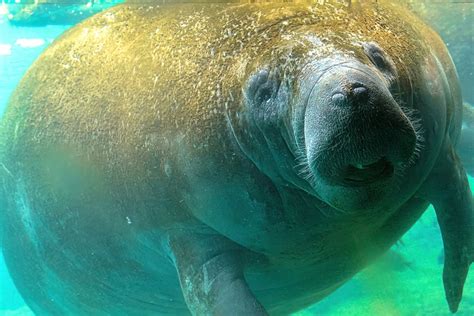 The Difference Between a Sea Cow and a Manatee - American Oceans