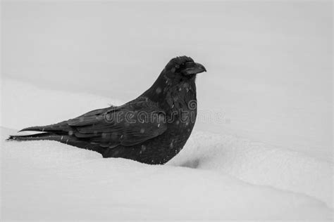 Raven in Snow stock photo. Image of perched, wings, feather - 177286212