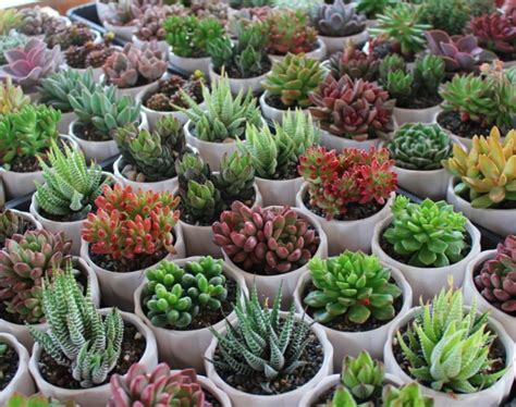 Succulents: the perfect low maintenance indoor plant – Charlie