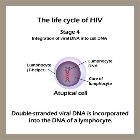 Stages of HIV & AIDS | STD.GOV Blog