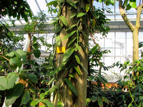 Can You Grow Vanilla Indoors? – The Green Experiment Company