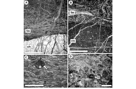 Thin-section photomicrographs of siliceous micrite in Kuma area ...