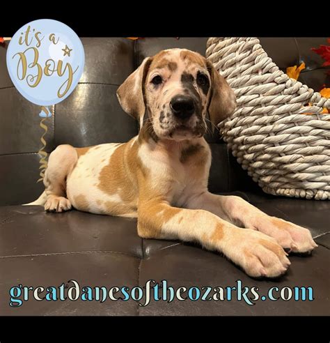 AKC Full EUROPEAN Male Fawn Harlequin Great Dane - Great Dane Puppies ...