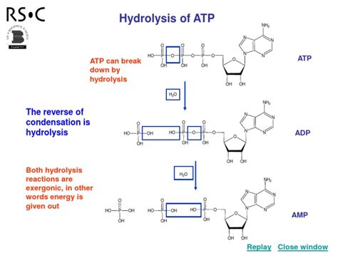 Hydrolysis of ATP