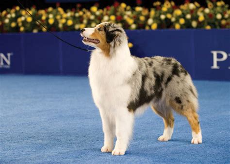 National Dog Show Winners From the Last 10 Years — Photo Gallery