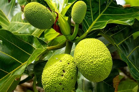 Breadfruit-Tree-800b · Ceres Trust