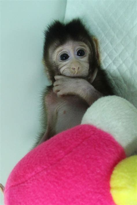 First monkeys cloned by process that made Dolly the sheep - Science & Tech - The Jakarta Post