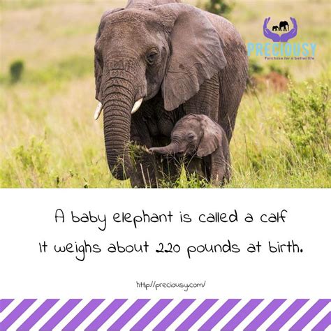 What is a baby elephant called? https://www.reference.com/pets-animals ...