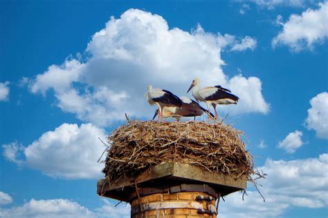 Storks Young Stork Nest - Free photo on Pixabay - Pixabay