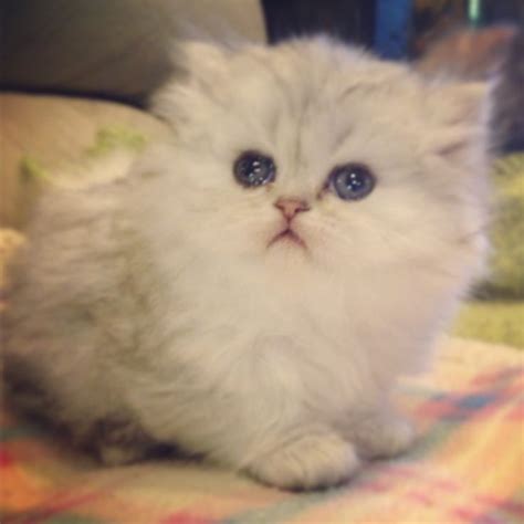 101 best images about Teacup Kittens! on Pinterest | Persian, Persian ...