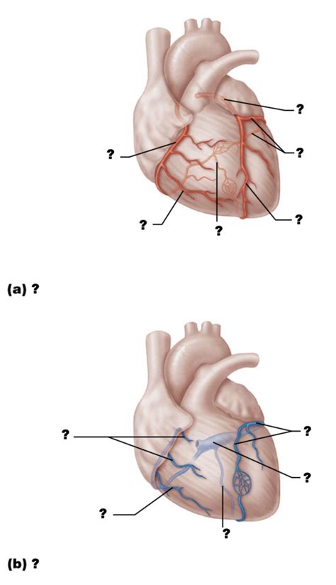 Coronary circulation Diagram | Quizlet