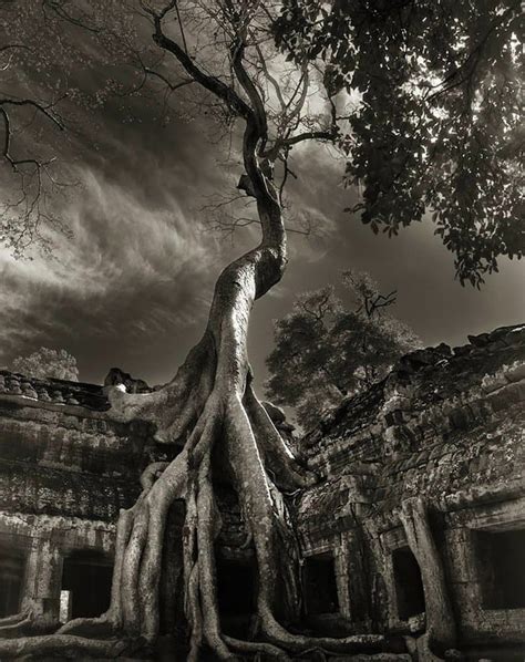 Ancient Trees Around The World Photographed Over A 14 Year Period