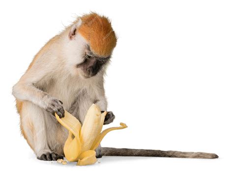 Premium Photo | Monkey peeling banana - isolated