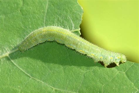 Cabbage white caterpillar » Manaaki Whenua