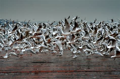 SEA GULLS 4 Free Photo Download | FreeImages