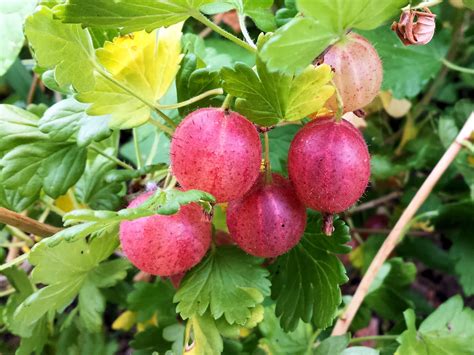 Secret Garden Club: Under the gooseberry bush