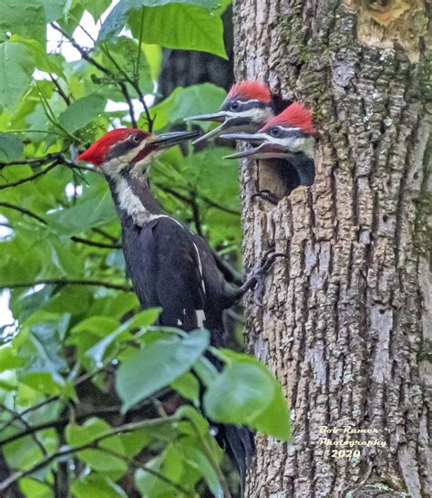 Pileated Woodpecker! Feeding Time. | Male Feeding the chicks… | Flickr