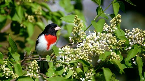 Rose-breasted Grosbeak | Audubon Field Guide