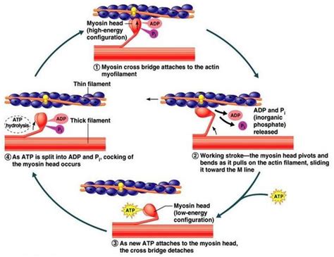 What is the sequence of muscle contraction? - Quora