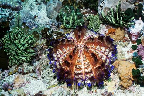 Fire urchin on a reef - Stock Image - C010/9100 - Science Photo Library