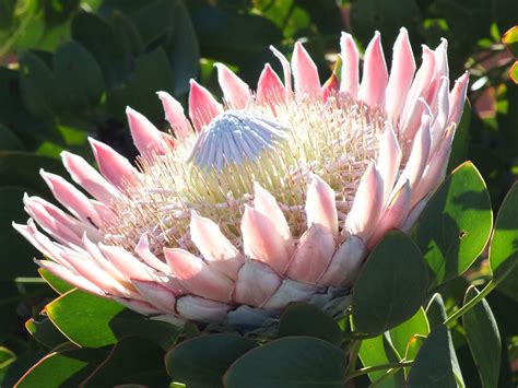 South African King Protea Flower