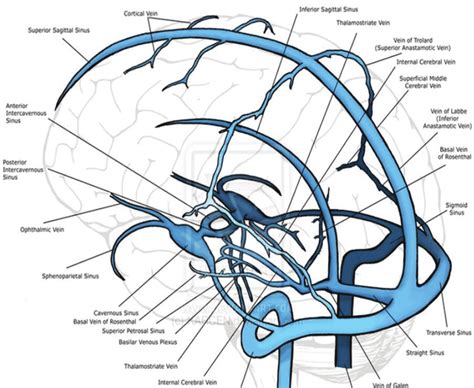 Sinuses Of The Brain