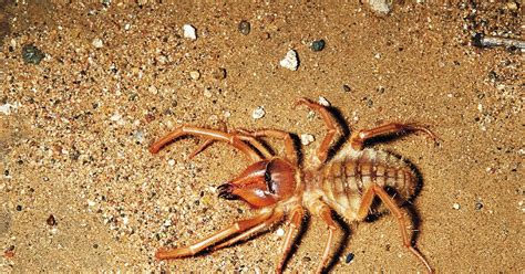 Absurd Creature of the Week: This Ferocious Arachnid Is Death Wrapped in Mystery | WIRED