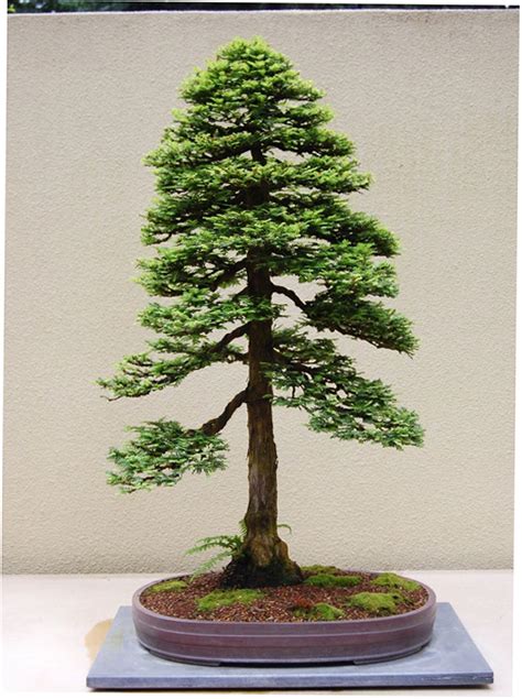 Redwood Bonsai & a Sense of Mystery | Bonsai Bark