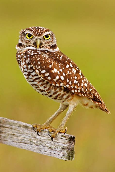 Lots of Hilarious Pictures of Owl Legs For You to Enjoy - Bird Advisors