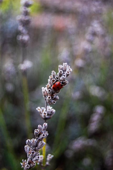 Close Up Photo of Ladybug on Leaf during Daytime · Free Stock Photo