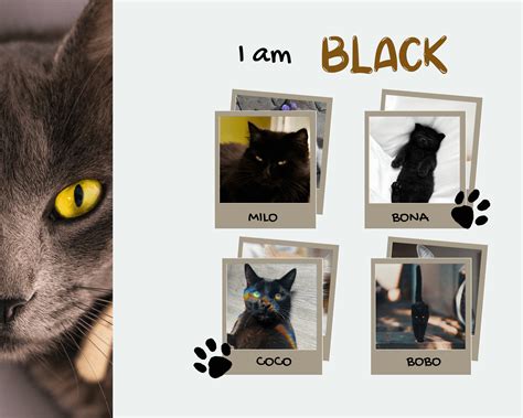 What cat breeds are black? - Raisecat