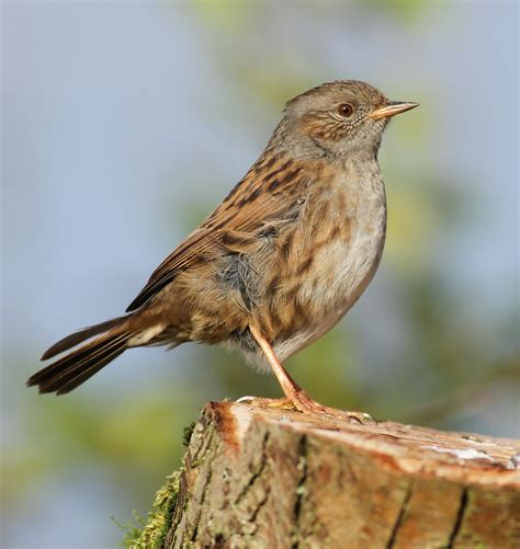 Dunnock | A Dunnock perched on top of the remains of a Hawth… | Flickr