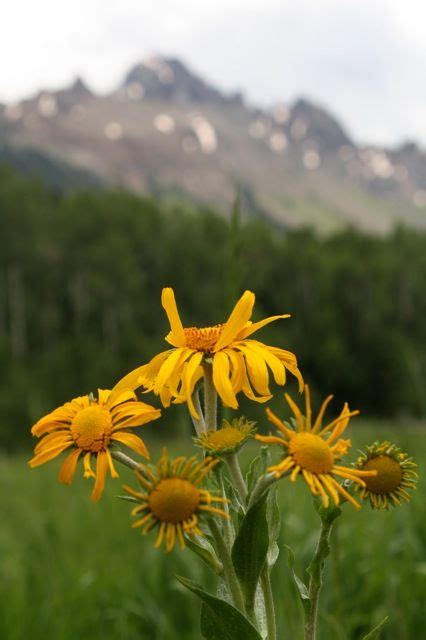 Wildflowers | Colorado wildflowers, Wild flowers, Colorado