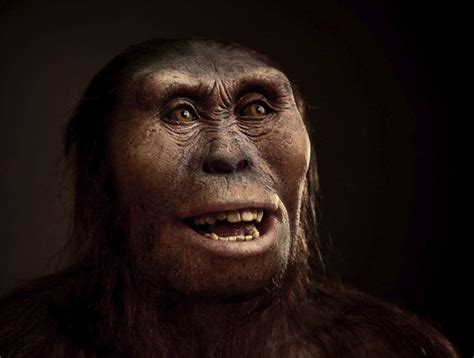 Lucy, our famous hominid ancestor, likely died falling from a tree