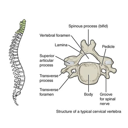 Typical cervical vertebrae | Radiology Reference Article | Radiopaedia.org