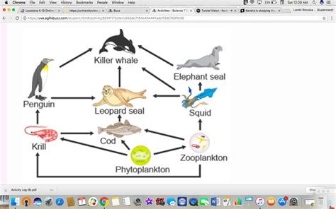 The diagram shows an ocean food web. Which organism is a primary ...