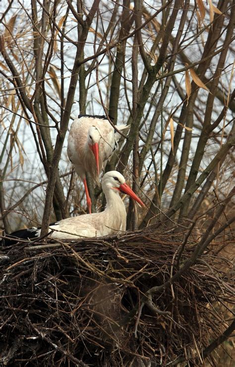 Stork couple nesting Free Photo Download | FreeImages