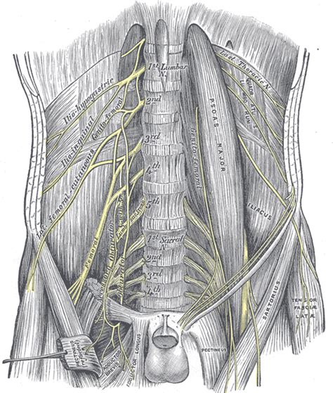 Lumbar nerves - wikidoc