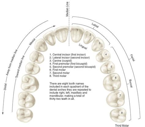 Application of nomenclature. Tooth numbers l1 to L8 indicating left maxillary teeth. Tooth ...