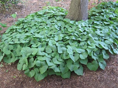 Asarum canadense WILD GINGER Seeds! | eBay