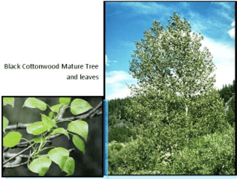 Black cottonwood | OSU Extension Service