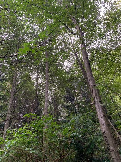 Alnus rubra (Oregon Alder, Pacific Coast Alder, Red Alder, Western ...