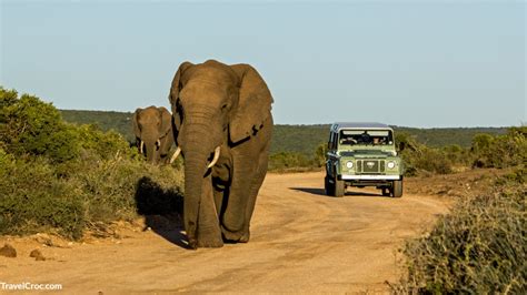 Safari Adventures | 12 Epic African Safari Adventures