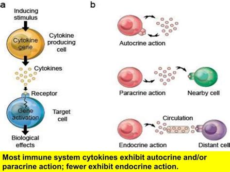 Cytokine signaling pathway