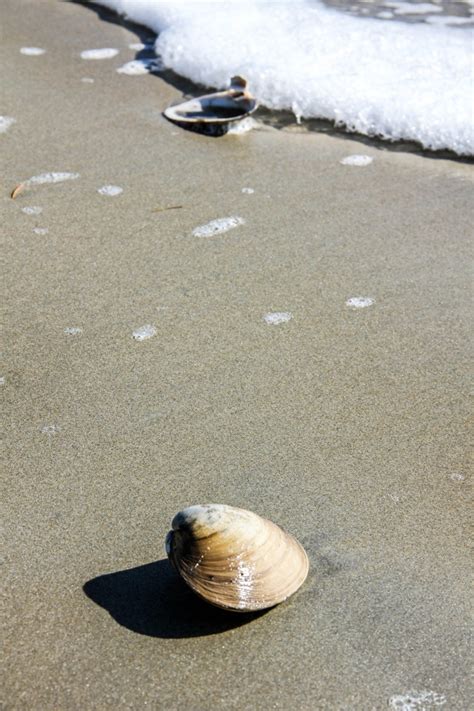 Clam Shell On Beach On The Coast Of Maine Print